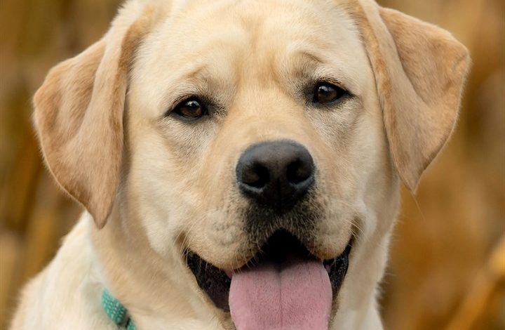 Yellow Labrador Retrievers Calendar 2027