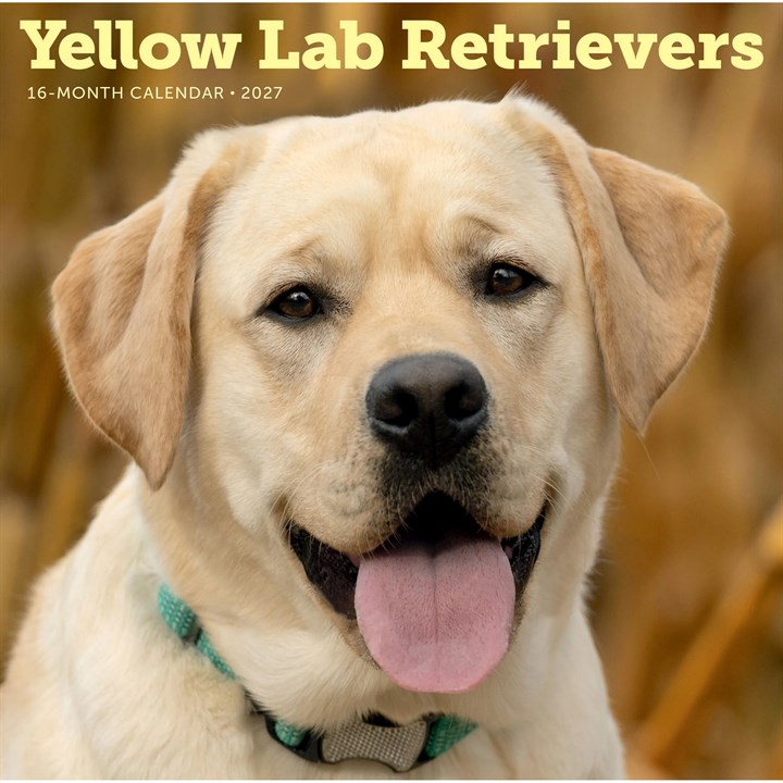Yellow Labrador Retrievers Calendar 2027