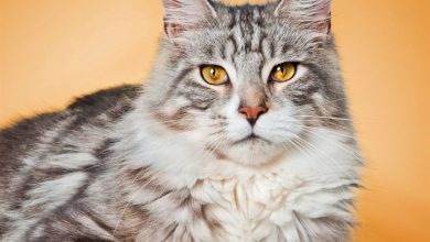 Maine Coon Cats Calendar 2027