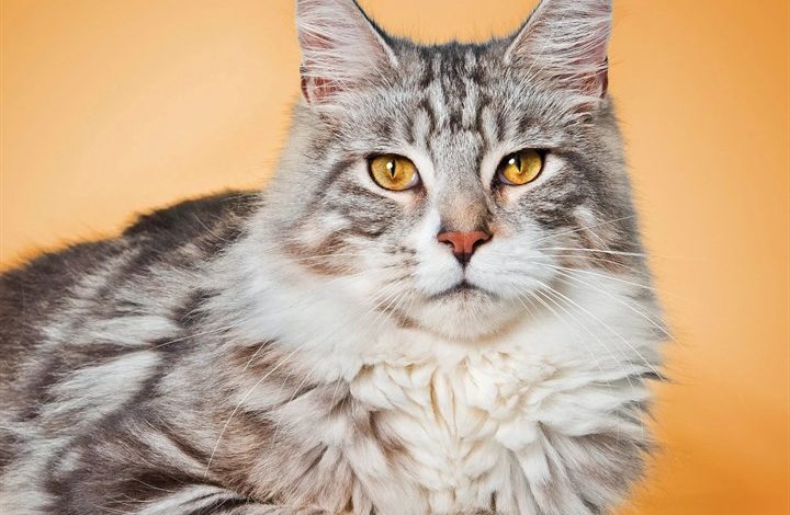 Maine Coon Cats Calendar 2027