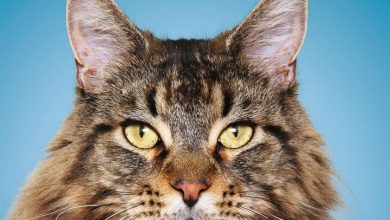 Maine Coon Cats Calendar 2027