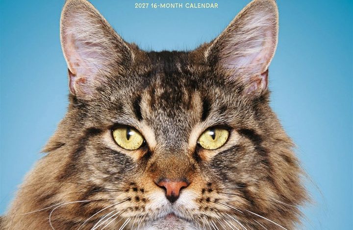 Maine Coon Cats Calendar 2027