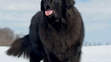 Newfoundlands Calendar 2027