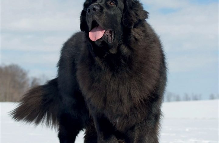 Newfoundlands Calendar 2027