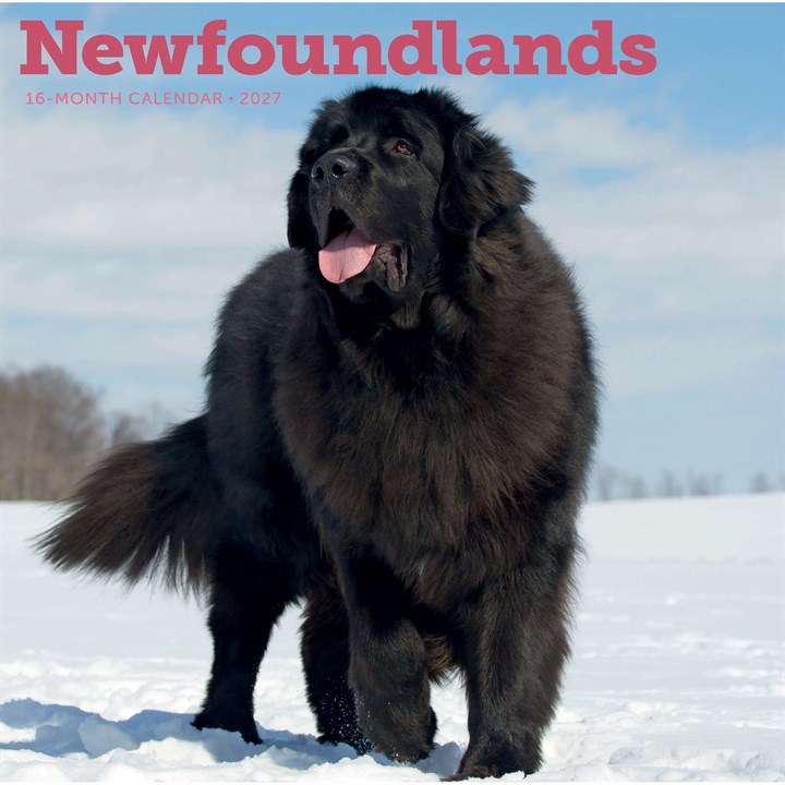 Newfoundlands Calendar 2027