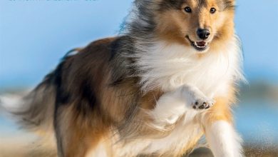 Shetland Sheepdogs Calendar 2027