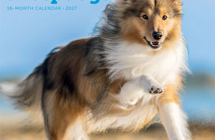 Shetland Sheepdogs Calendar 2027