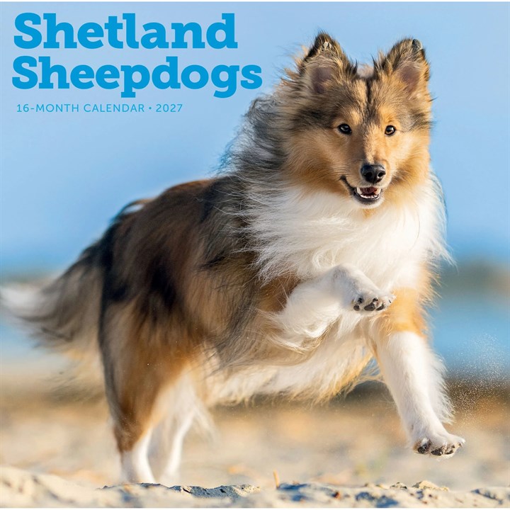Shetland Sheepdogs Calendar 2027