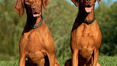 Vizslas Calendar 2027