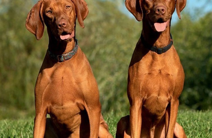 Vizslas Calendar 2027