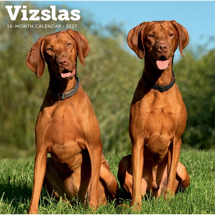Vizslas Calendar 2027