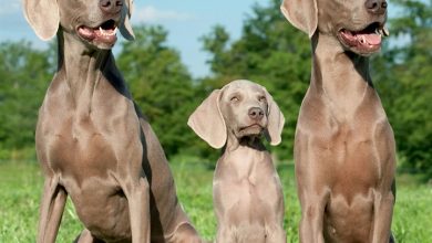 Weimaraners Calendar 2027