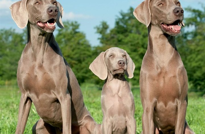 Weimaraners Calendar 2027