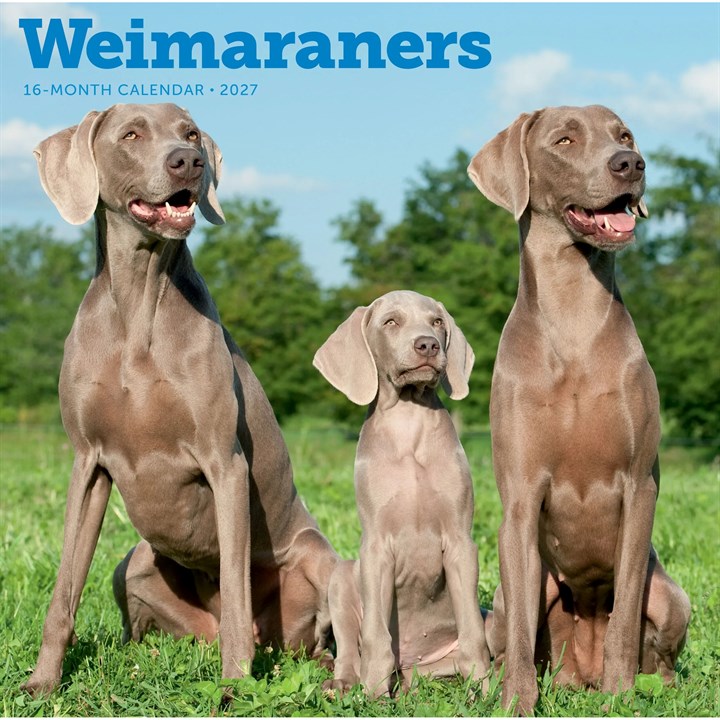 Weimaraners Calendar 2027