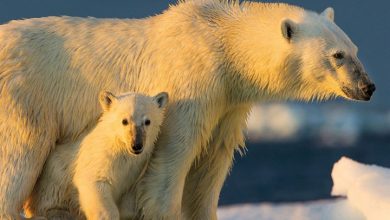 Wildlife Calendar 2027
