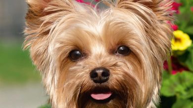 Yorkshire Terriers Calendar 2027