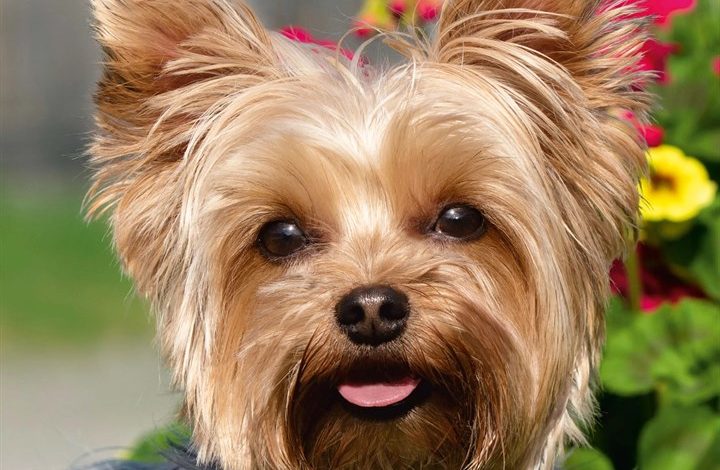 Yorkshire Terriers Calendar 2027