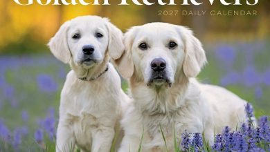 Golden Retrievers Desk Calendar 2027