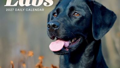 Labrador Retrievers Desk Calendar 2027