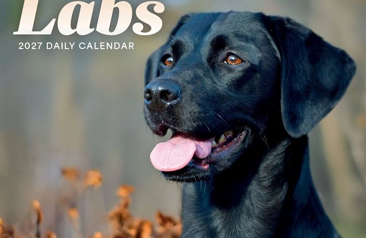 Labrador Retrievers Desk Calendar 2027