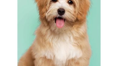 Puppies A5 Diary 2027