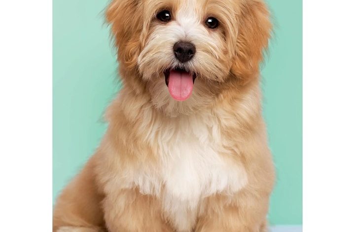 Puppies A5 Diary 2027