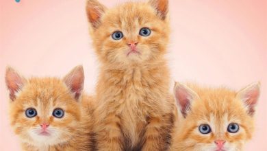Love of Kittens Mini Calendar 2027