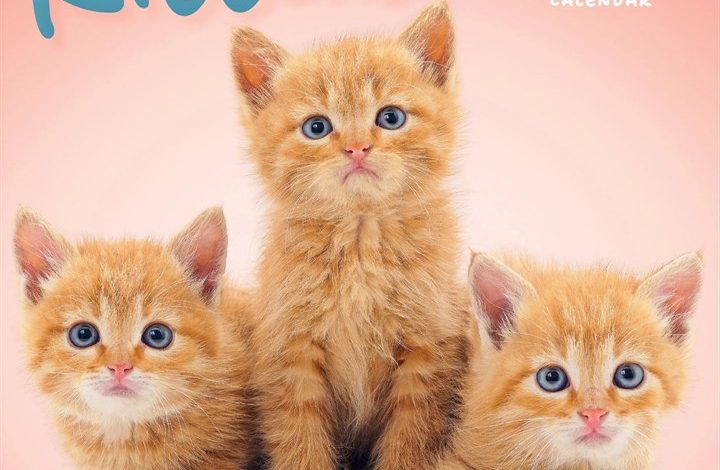 Love of Kittens Mini Calendar 2027