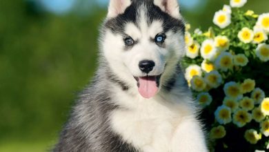 Siberian Husky Puppies Mini Calendar 2027