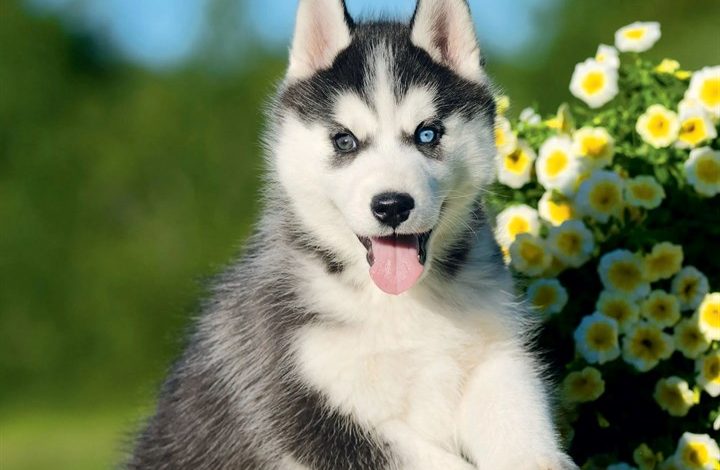 Siberian Husky Puppies Mini Calendar 2027