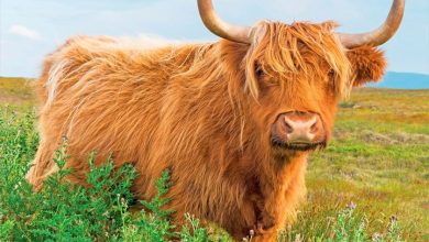Highland Cows Calendar 2027