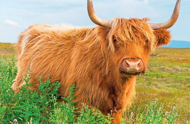 Highland Cows Calendar 2027