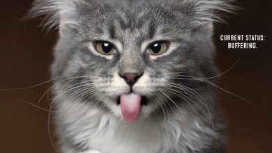 Bad Kitties Calendar 2027