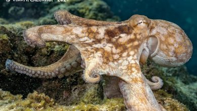Octopus Calendar 2027
