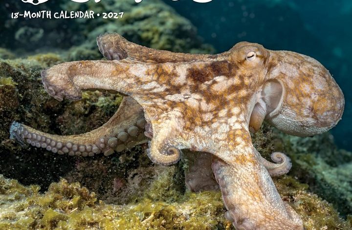 Octopus Calendar 2027