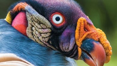 Exotic Animals Calendar 2027