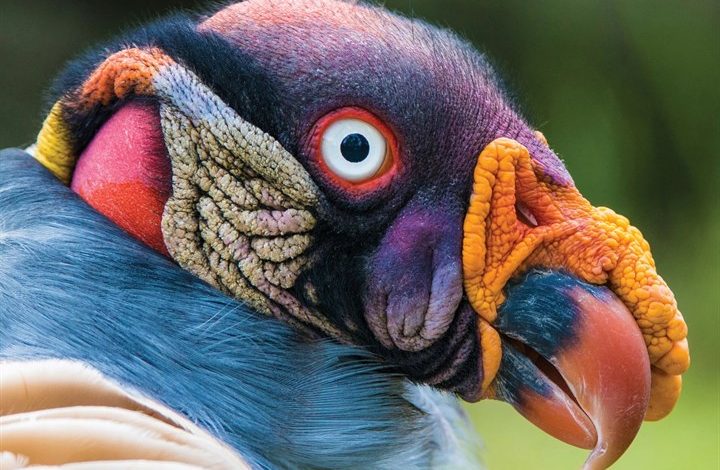Exotic Animals Calendar 2027