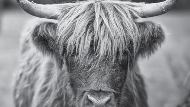 Black & White Highland Cows Calendar 2027