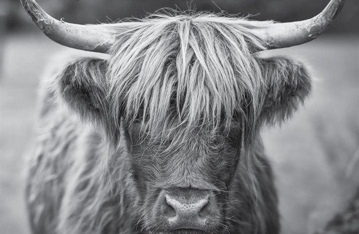 Black & White Highland Cows Calendar 2027