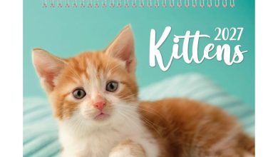 Kittens Easel Desk Calendar 2027