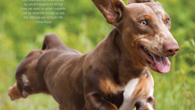 Dachshund Rules Calendar 2027