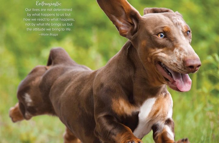Dachshund Rules Calendar 2027