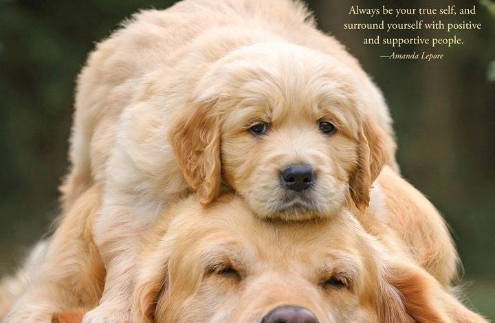Golden Rules Calendar 2027