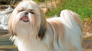 Shih Tzus Calendar 2027