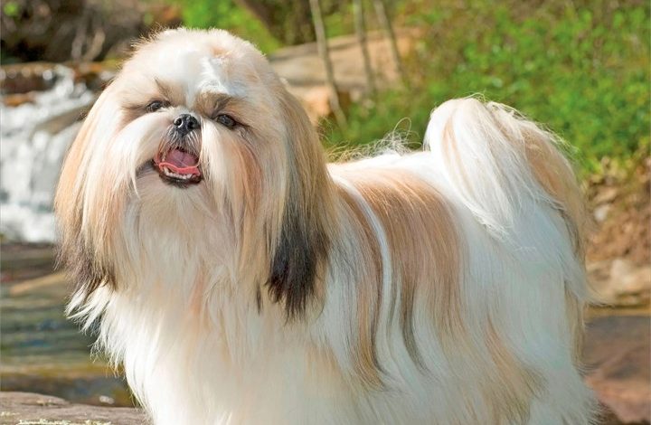 Shih Tzus Calendar 2027