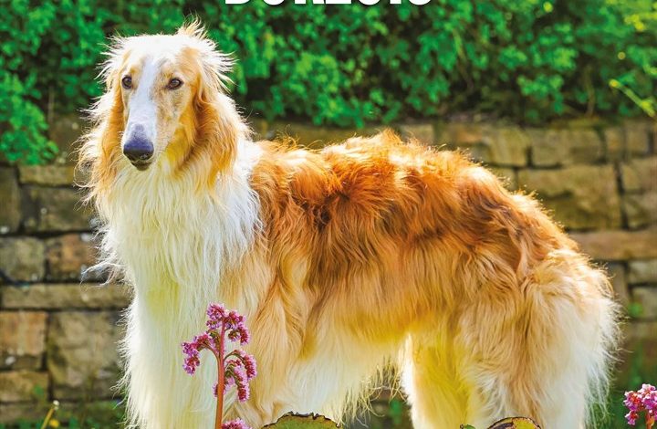 Borzois Calendar 2027