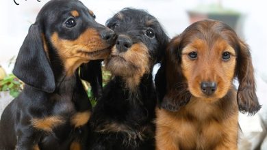 Dachshund Puppies Calendar 2027