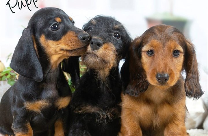Dachshund Puppies Calendar 2027