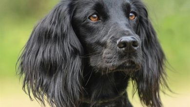 Working Cocker Spaniel Calendar 2027
