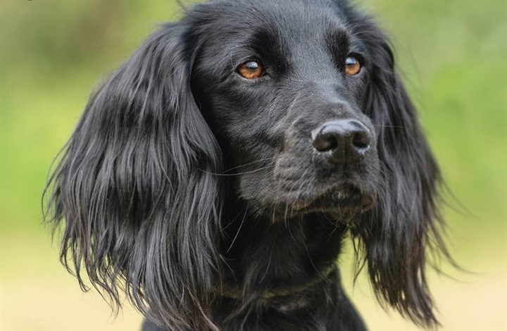 Working Cocker Spaniel Calendar 2027